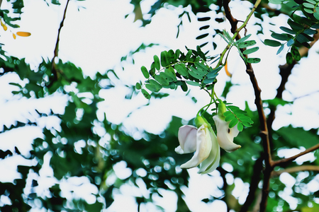 Agasta flowers are blooming to wait for insects to help pollinate.の写真素材