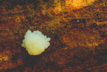 Naturally, the insects to lay their eggs and leave it out.の写真素材