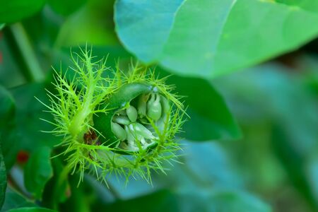 Scarletfruit passionflower is a biennial plant that we see every season.の写真素材
