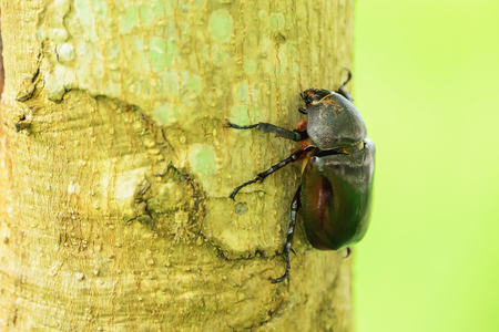 Dynastinae without him it would be a female.の写真素材