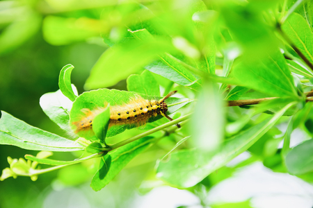 The caterpillars are unsightly color for camouflage.