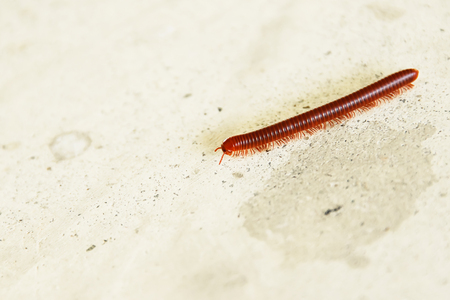 Millipede is walking on the cement floor.