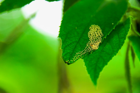 Naturally, the insects to lay their eggs and leave it out.