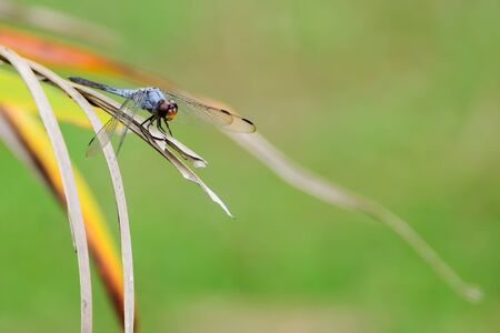 Dragonflies are catching perch on the branches.の写真素材