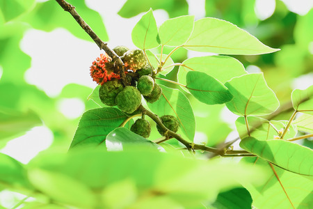 The paper is the birth of the baby, which will go out close to the branch.の写真素材