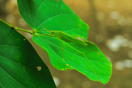 Grasshopper grip on large leaves to camouflage it.の写真素材
