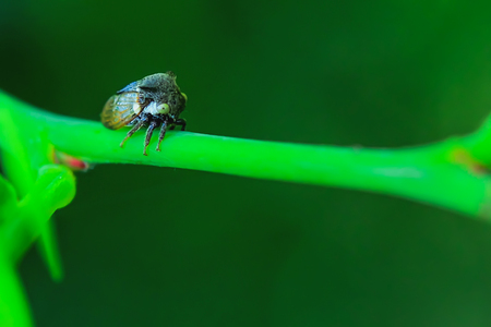 Insect color and shape vary according to the nature.の写真素材