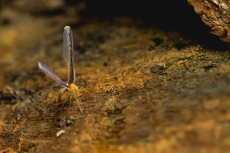 Insect color and shape vary according to the nature.の写真素材