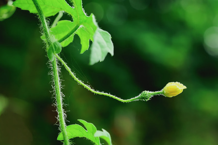 Female gourd flowers will have small balls under the petals, which will be larger and can be eaten.