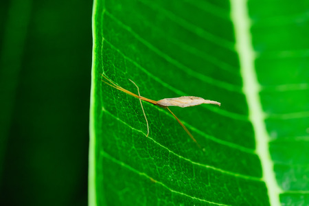 Insect color and shape vary according to the nature.