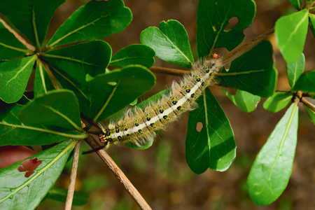 The caterpillars are unsightly color for camouflage.の写真素材