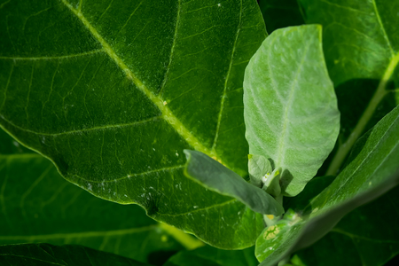 The tip of the tree is still small.の写真素材
