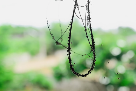 Drosophila live together in groups, which are close to a food source.の写真素材