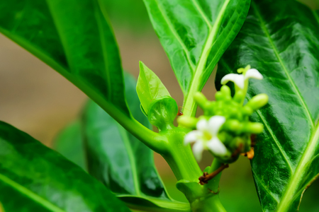 We can bring the balls and leaves of yogurt to cook for eating.の写真素材