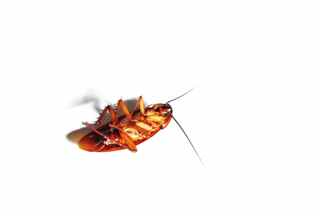 Cockroaches are placed on a white background.