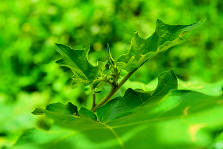 The top of the eggplant is coming out. Its leaves have not yet fully unfolded.の写真素材
