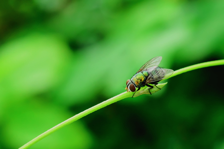 Fly like a fly, then take a break from time to time.の写真素材