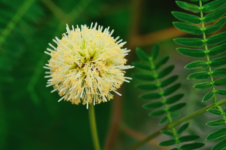 Acacia flowers are blossoming to clearly see the pollen, but it does not smell.の写真素材