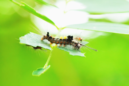 The caterpillars are unsightly color for camouflage.