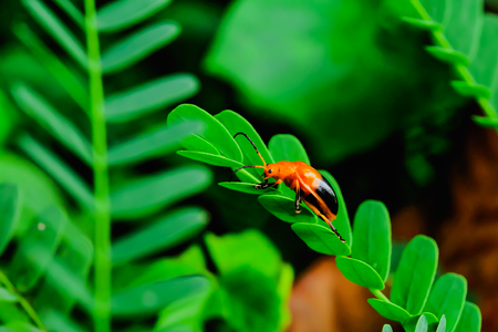 Ladybug perched on a tree branch alone.の写真素材