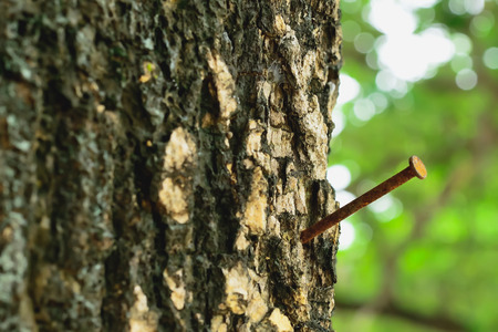 The nail was nailed to the tree until it rusted at its body.の写真素材