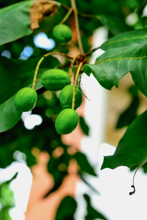Olive is a fruit that provides vitamin C.の写真素材