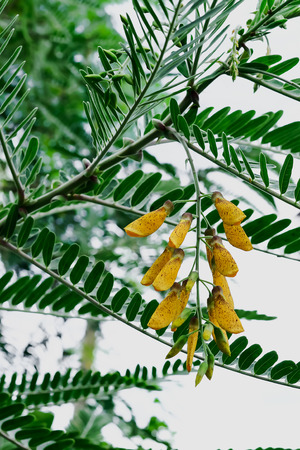 Sesbania has yet to bloom flowers.の写真素材