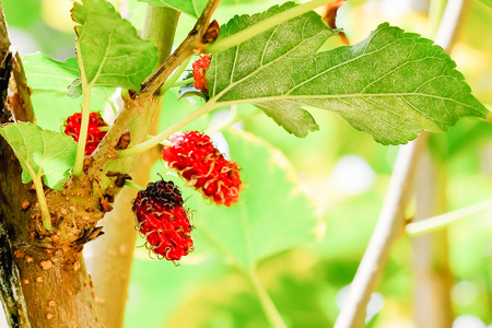 Malberry contains many essential and unnecessary nutrients.の写真素材