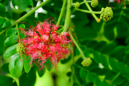 The pollen stalk is not straight, which looks like a tangled thread.の写真素材