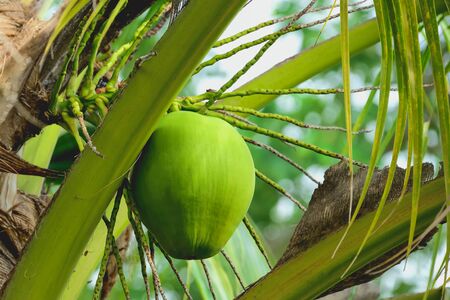 By nature, coconut water is mixed with many minerals. We can drink without having to ripen before.の写真素材
