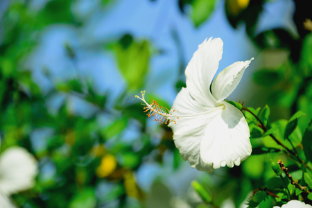 Hibiscus flowers abloom The visible head And spectacular flowers.の写真素材