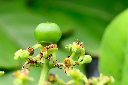Wild fruits were not ripe to be attached to the branches all the time.の写真素材