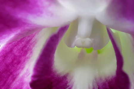 When flowers bloom, it reveals the hidden pollen.の写真素材