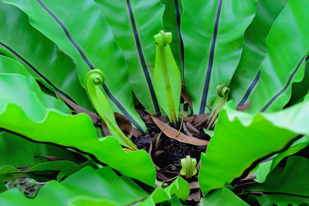 Governor Fern is a popular ornamental plant used to decorate the garden to be beautiful.