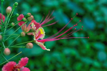 Acacia concinna tree with red flowers seen from afar.の写真素材