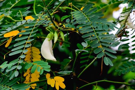 Agasta has yet to bloom flowers.の写真素材