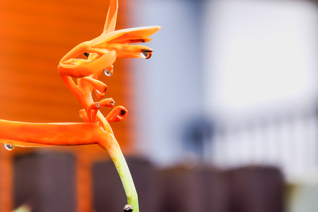 Bird Paradise has bloomed for a while, and some flowers have been pollinated to become seeds.の写真素材