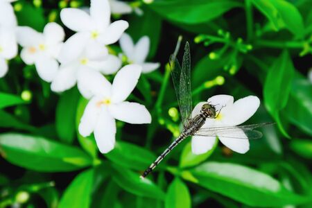 Dragonfly perched on a flower without any movement at all.の写真素材