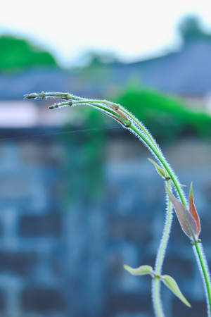 Beginning Phaedra foetid as a medicinal plant in Thailand.
