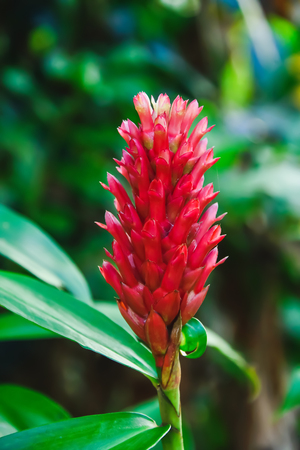 When the petals of the galangal are gone, then the calyx is left to cover the seeds.の写真素材