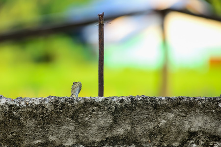 A lizard hides behind a wall of mortar, just poking its head out.の写真素材