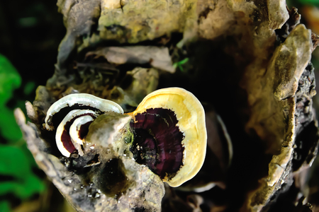 Mushrooms will be released early in the new area with high humidity.の写真素材