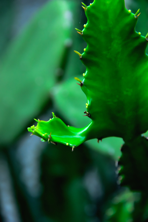 Cactus is a plant that can grow even in arid areas.の写真素材