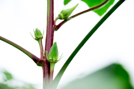 Grasses are easy to grow and have no disturbance.の写真素材