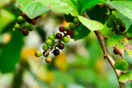 Wild fruits were not ripe to be attached to the branches all the time.の写真素材