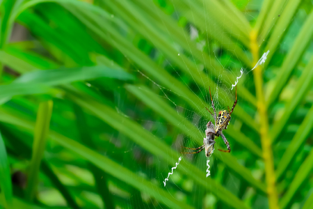 Spider webs are woven to wrap their prey.