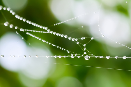 Dew drops on the spider web makes it beautiful one another.