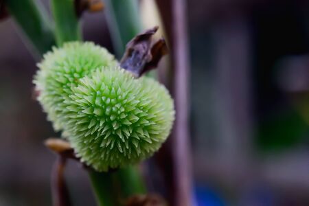 After canna flowers are mixed, then canna seeds can be expanded.の写真素材