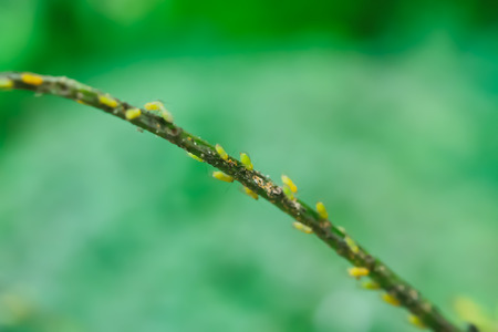 Mealybug, a pest of a plant that makes plants grow slowly.の写真素材