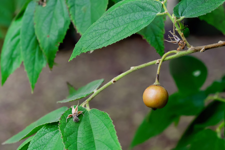 The Takhop classified as a medicinal plant species that can bring all of their benefits.
